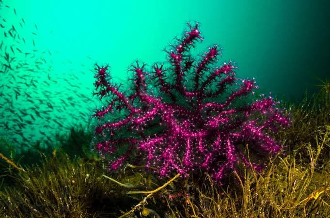Active Blue House Reef